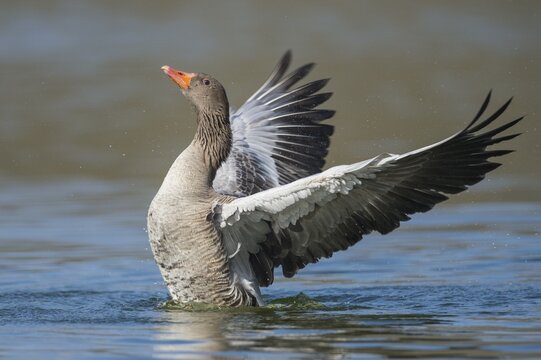 Greylag goose ( anser anser) beats his wings, swimming on a lake, Hannover, Lower Saxony, Germany