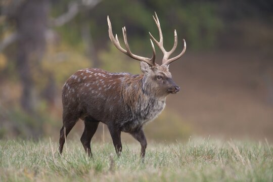 Sika deer (Cervus nippon) adult male stag standing in a woodland clearing in autumn, England, United Kingdom