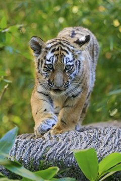 A small tiger young strides cautiously along a tree trunk, Siberian tiger, Amur tiger, (Phantera tigris altaica), cubs