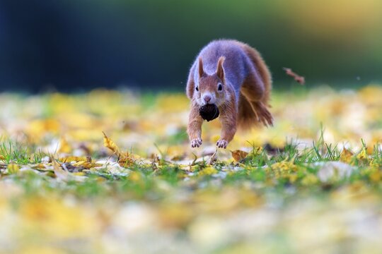 Squirrels with nuts jumping across leafy grass, lots of space and soft light create an airy autumn atmosphere, squirrel (Sciurus vulgaris), wildlife, Germany