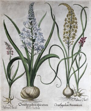 Large H&auml;ndelwurz, pyramid milk star, hand-colored copper engraving by Basilius Besler, from Hortus Eystettensis, 1613