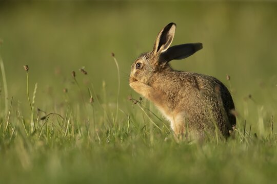 European brown hare (Lepus europaeus) juvenile baby leveret animal washing its face in grassland in summer, England, United Kingdom