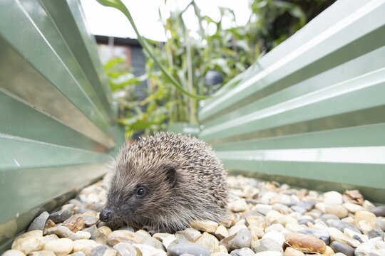 European hedgehog (Erinaceus europaeus) adult animal on a garden shingle path between two raised beds in summer, England, United Kingdom