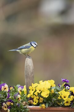 Blue tit (Cyanistes Caeruleus) adult garden bird on a trowl handle in a plant pot with pansy and viola flowers in spring, Suffolk, England, United Kingdom
