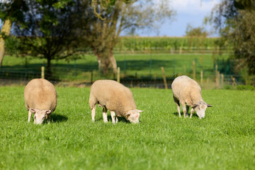 Naklejka premium Three sheep graze peacefully in a lush green pasture under a sunny sky, with trees and countryside in the background. An idyllic rural scene.