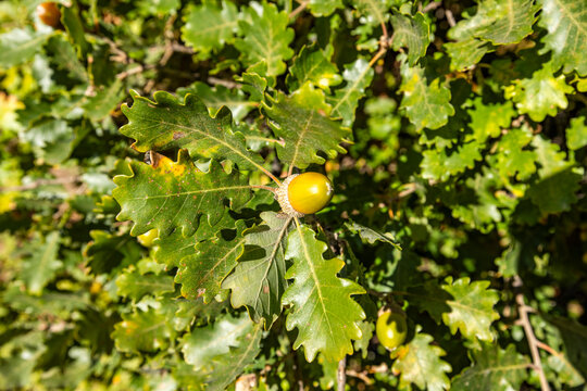 Close-up of acorn on oak tree on sunny day