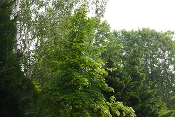 Fototapeta premium Lush Green Deciduous Trees and White Birch in Forest Canopy with Overcast Daylight Overhead