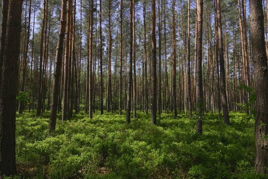 Sunlit Dense Pine Forest with Lush Blueberry Undergrowth and Ferns on the Forest Floor Dappled Light Nature Growth Wilderness Exploration Travel Concept
