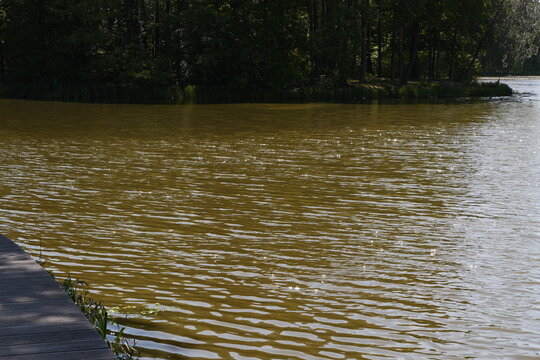 Murky Lake Water Ripples Beside Wooden Dock with Dense Forest Treeline on Far Shore Serene Nature Background