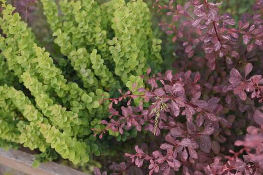 Contrasting Green and Red Barberry Bushes Side by Side Showcasing Seasonal Color and Garden Design