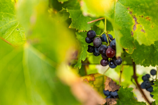 Close-up of ripe wine grapes on vine