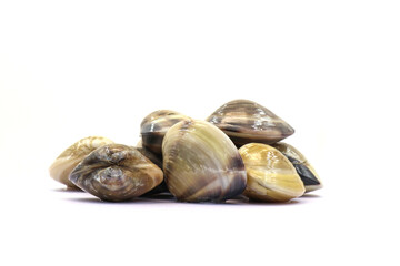 Closed up fresh baby clams. venus shell. shellfish. carpet clams. Food from nature. as raw food from the sea are the seafood ingredients. fresh clams isolated on white background © Pisan