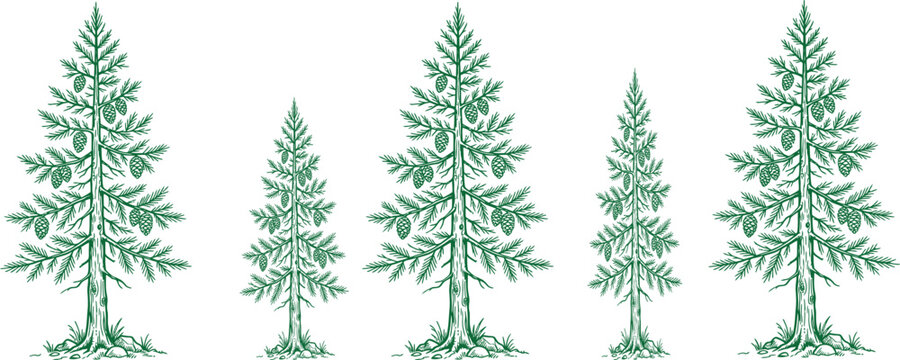 Christmas trees with pine cones illustrations for holiday decor
