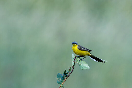 Wiesenschafstelze (Motacilla flava flava)	