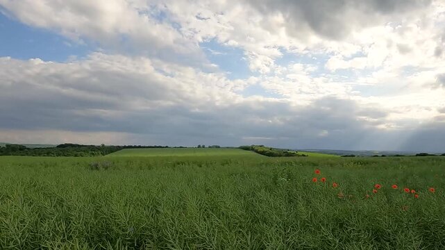storm clouds over the field. green rapeseed field against the sky. sun rays over a green field. sun rays in dark clouds. Ukrainian landscape 4K
