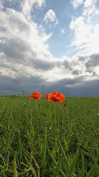 field of poppies. storm clouds over the field. green rapeseed field against the sky. Poppy blossoms in a green field against the sky. sun rays in dark clouds. Ukrainian landscape 4K