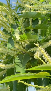 Nahaufnahme bl&uuml;hender Esskastanie (Castanea sativa) im Sommer - Die cremewei&szlig;en Bl&uuml;ten der Esskastanie stehen im Mittelpunkt dieser detailreichen Naturaufnahme. Sommerliche Nahansicht einer bl&uuml;henden 