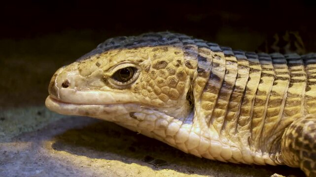 Plated lizard head macro close up reptile eye and scaly skin texture wild animal macro shot
