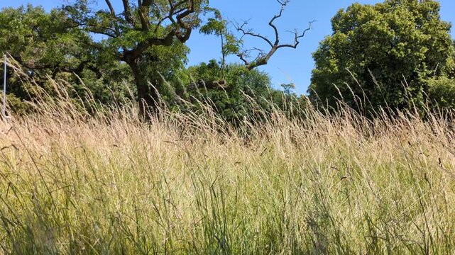 Trockene Sommerwiese mit B&auml;umen unter blauem Himmel bei leichtem Wind