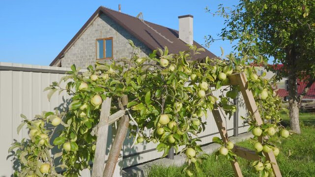 Ripe green apples growing on a tree near a suburban house. Bountiful apple harvest on branches supported by wooden props in a backyard.