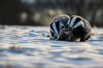 Two badgers (Meles meles) sharing prey on snow in winter sunset light. © Rudolf