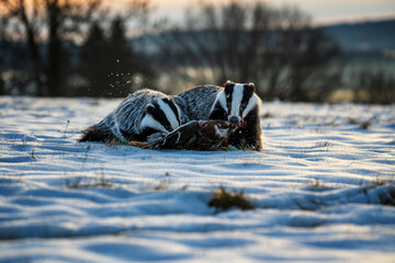 Two badgers (Meles meles) sharing prey on snow in winter sunset light. © Rudolf