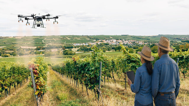 Farmers use laptops to control drones for spraying fertilizer in their vineyards.