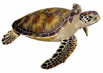 Sea Turtle Illustration With Detailed Shell And Fins © Rupa