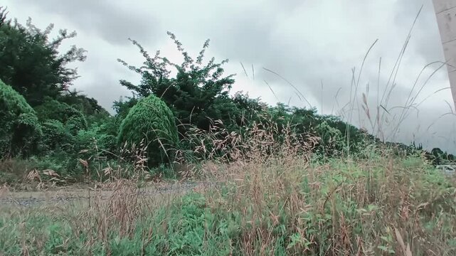 Tall grass swaying in breeze with birds chirping and distant traffic ambience - 4K nature