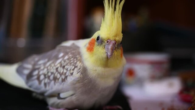 A close-up view of a cockatiel parrot with a yellow crest and orange cheeks, looking around in an indoor environment. The bird shows curious and alert