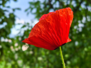 Fototapeta premium Vibrant red poppy blossom showcasing delicate petals in a natural field. 