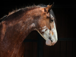 Clydesdale horse portrait in dark stable  © horsemen