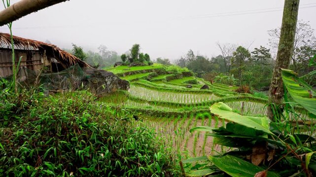 Small shelter in the middle of lush terraced rice fields in Pu Luong, Vietnam, scenic rural landscape with green mountains and traditional farming