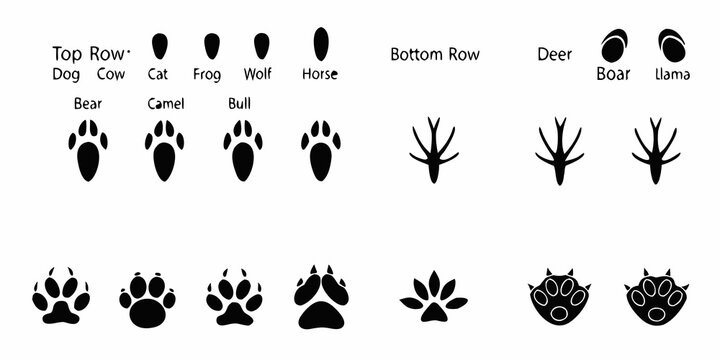 Animal Footprint Silhouettes On White Background pawprint