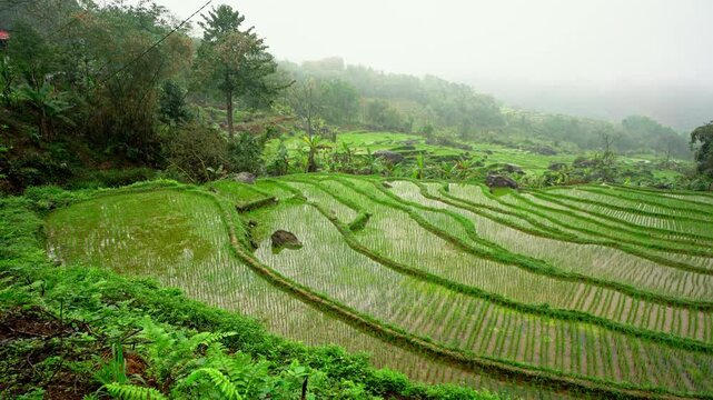 Stunning Breathtaking Lush Green Terraced Rice Fields in Pu Luong, Vietnam, Scenic Rural Agriculture Landscape and Mountainous Nature Reserve

