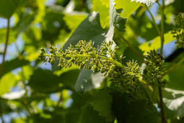 Fototapeta premium Green grapevine buds emerging in spring under sunlight with bright leaves surrounding the cluster