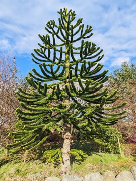 Monkey puzzle tree, Araucaria araucana, with a blue sky background