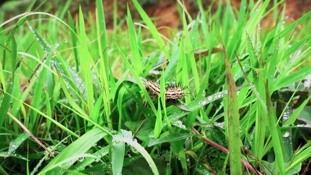 Macro close-up of Yellow Coster caterpillar (Acraea issoria) feeding on a leaf in Vietnam, high-quality nature and wildlife stock video footage.
