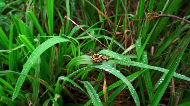 Macro close-up of Yellow Coster caterpillar (Acraea issoria) feeding on a leaf in Vietnam, high-quality nature and wildlife stock video footage.

