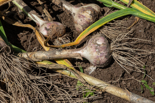 Fresh garlic harvested from the soil with earthy roots and green leaves under bright sunlight in a garden during late spring