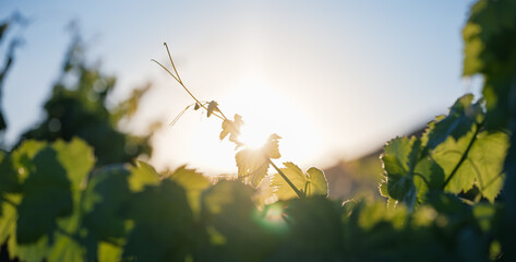 Fototapeta premium Backlit Grapevine Leaves at Sunset