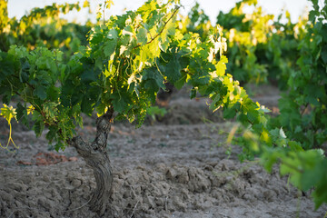 Fototapeta premium Old Grapevine Trunk with Green Leaves