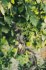 Fototapeta premium Old Grapevine with Green Grape Clusters