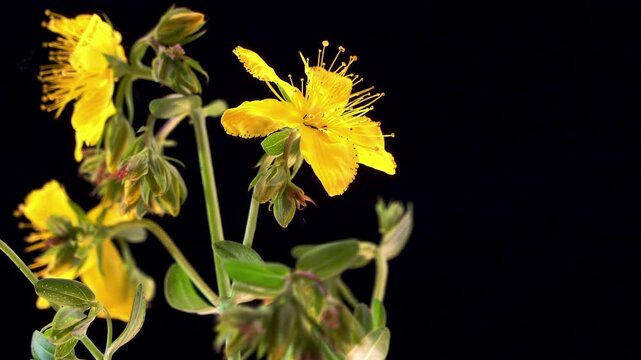 Common St Johns Wort (Hypericum perforatum). Perforate Leaves Glands Morphological Structure. Inflorescence Close Up. Botanical Science Specimen Rotation. Dark Background.