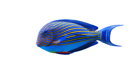 Fototapeta premium Vibrant tropical striped surgeonfish isolated on white background. Colorful marine tang fish side view profile cut out object for premium creative graphic design asset