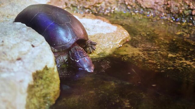 Small turtle diving into water from wet rock close up slow motion exotic reptile wildlife
