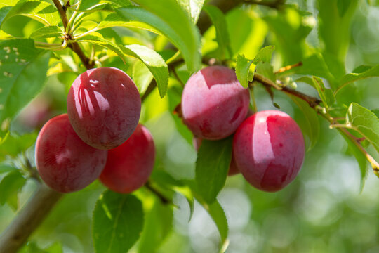Ripe cherry plums hanging from branches in vibrant green foliage during a sunny day in late summer