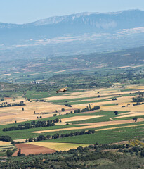 Fototapeta premium Griffon Vulture Gliding Over La Rioja Farmland