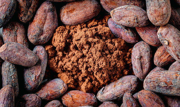 Raw Cocoa Beans Surrounding Fresh Cocoa Powder Flat Lay Close-Up Dark Background