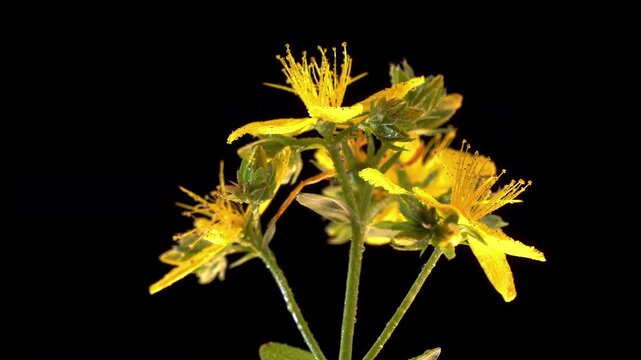 St Johns Wort Hypericum Perforatum Flower Rotation Black Background Macro. Morphological Structure. Inflorescence Close Up. Botanical Science